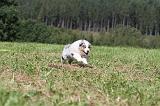 BERGER AUSTRALIEN PUPPIES 054